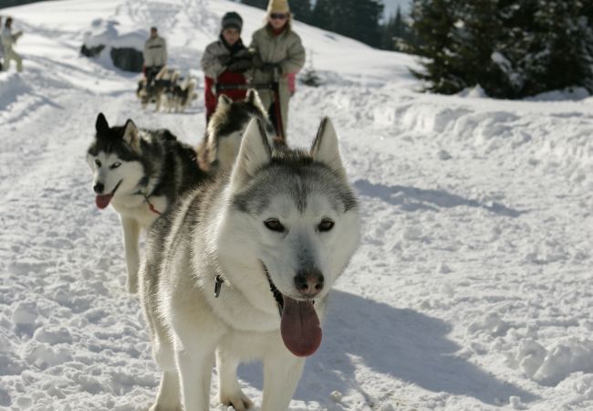Studio in Les Carroz d'Arâches - EA031 - Studette proche centre des Carroz Studio in Les Carroz d'Arâches - EA031 - Studette proche centre des Carroz