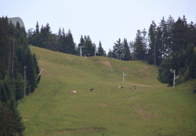 Studio in Les Carroz d'Arâches - SH104 - Studio 4 pers centre des Carroz Studio in Les Carroz d'Arâches - SH104 - Studio 4 pers centre des Carroz